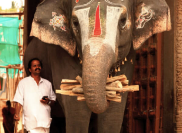 Environment, Ecology and Animal Welfare