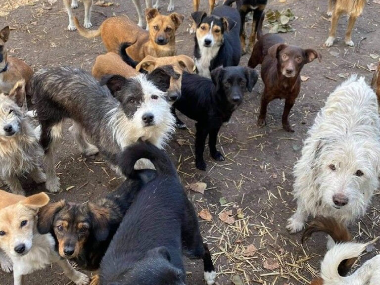 dogs-healthcare-1