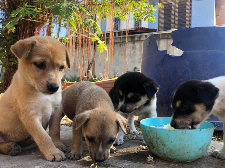 dogs-healthcare-2