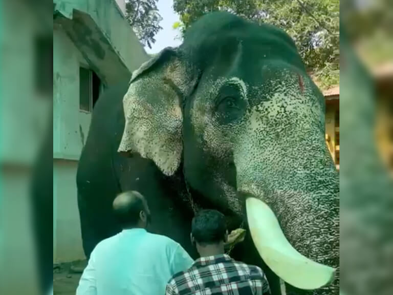 elephant-healthcare-1