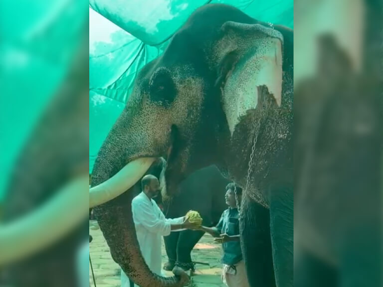elephant-healthcare-2