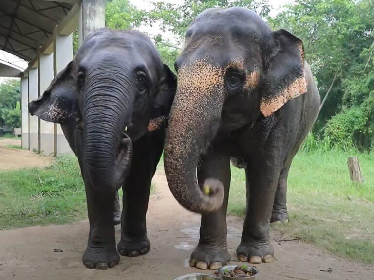 elephant-healthcare-3